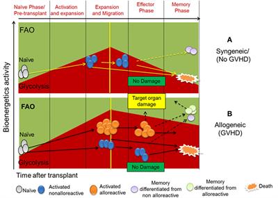 T-Cell Metabolism in Hematopoietic Cell Transplantation